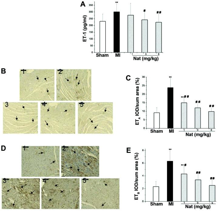 https://cdn.ncbi.nlm.nih.gov/pmc/blobs/9e08/4199399/82a2ce7e4940/IJMM-34-05-1209-g04.jpg