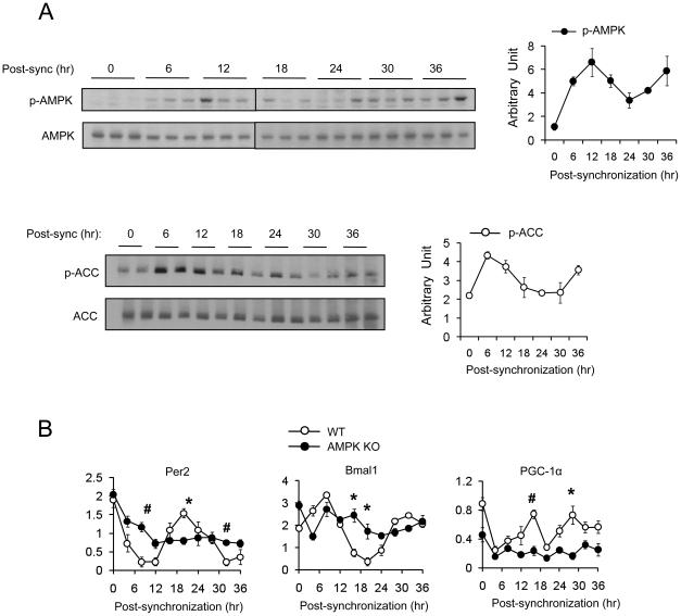 https://cdn.ncbi.nlm.nih.gov/pmc/blobs/9e09/3069094/23a66bd4918b/pone.0018450.g002.jpg