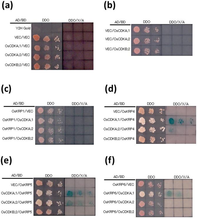 https://cdn.ncbi.nlm.nih.gov/pmc/blobs/9e0a/3971400/a78ef1b3c9b7/srep04555-f6.jpg