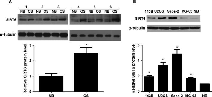 https://cdn.ncbi.nlm.nih.gov/pmc/blobs/9e0c/5586348/8eb33596ed05/FEB4-7-1291-g001.jpg