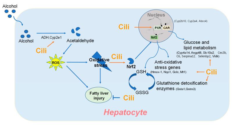 https://cdn.ncbi.nlm.nih.gov/pmc/blobs/9e0e/9104053/d5da02433f97/nutrients-14-01974-g010.jpg