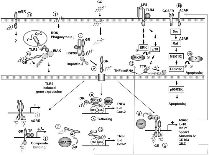 https://cdn.ncbi.nlm.nih.gov/pmc/blobs/9e0f/6718555/6d3ae8f442af/fimmu-10-02028-g0001.jpg