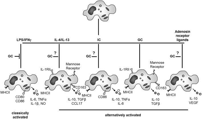 https://cdn.ncbi.nlm.nih.gov/pmc/blobs/9e0f/6718555/994ba394564f/fimmu-10-02028-g0003.jpg