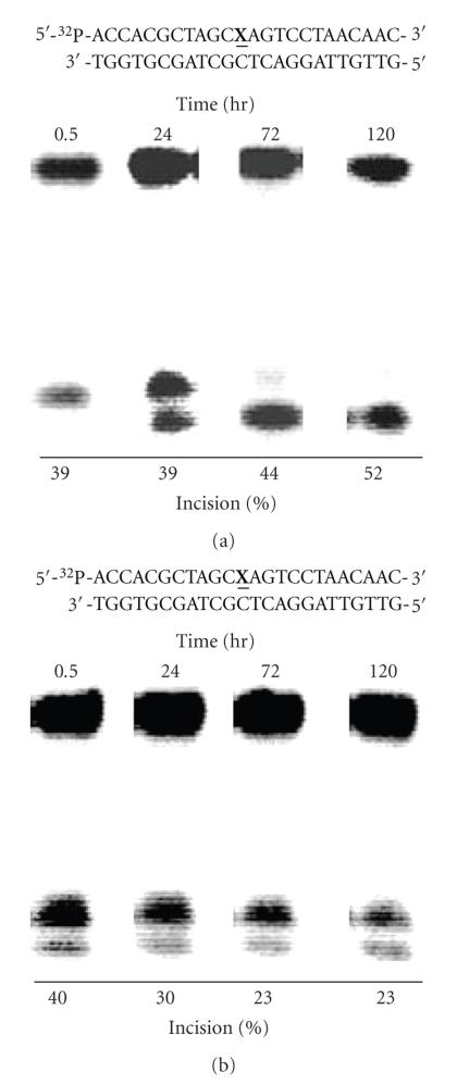 https://cdn.ncbi.nlm.nih.gov/pmc/blobs/9e11/2925382/41cc608eb471/JNA2010-850234.005.jpg
