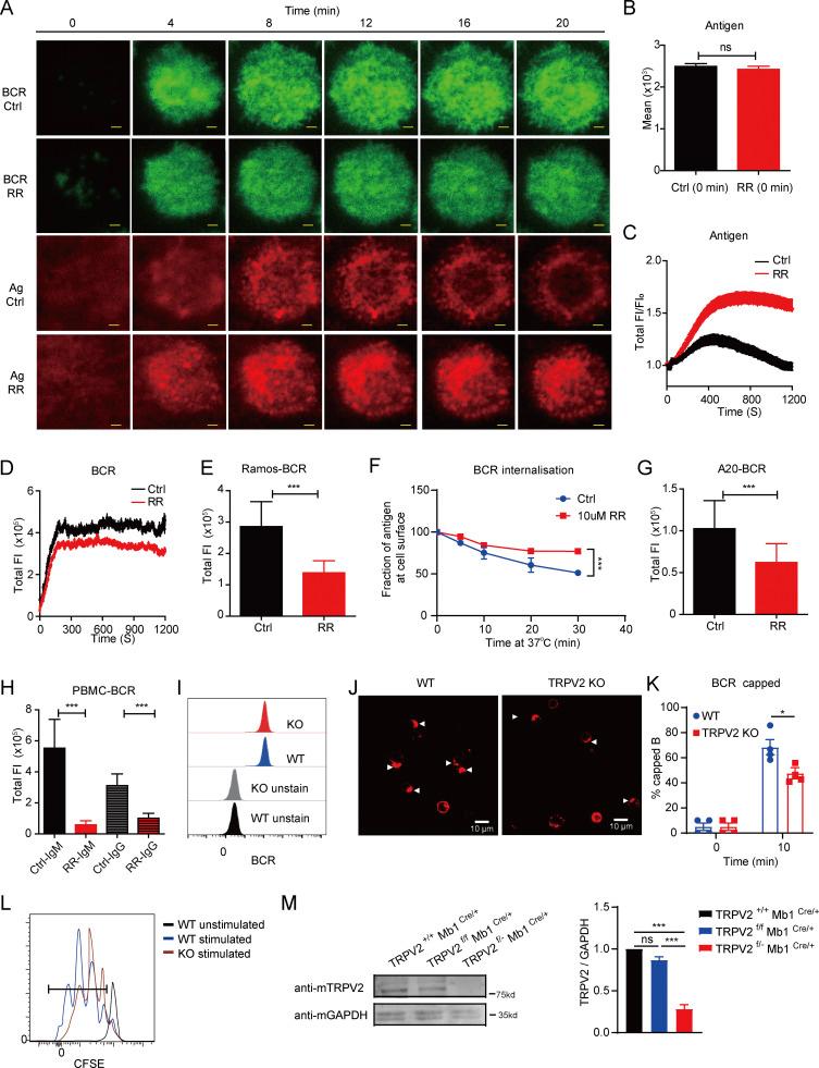 https://cdn.ncbi.nlm.nih.gov/pmc/blobs/9e12/10866685/37294d4ea71a/JEM_20221042_FigS1.jpg