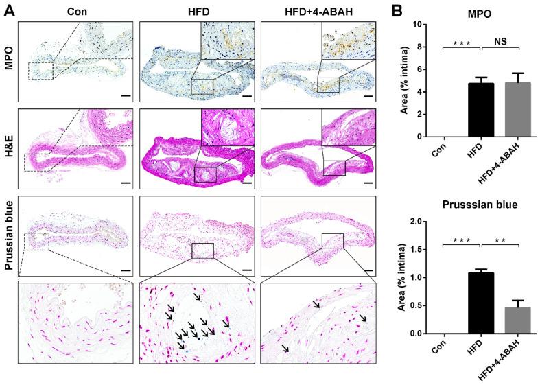 https://cdn.ncbi.nlm.nih.gov/pmc/blobs/9e13/7738857/6e7efef20010/thnov11p0506g006.jpg