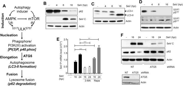 https://cdn.ncbi.nlm.nih.gov/pmc/blobs/9e16/5806901/289220cf8b17/ppat.1006877.g004.jpg