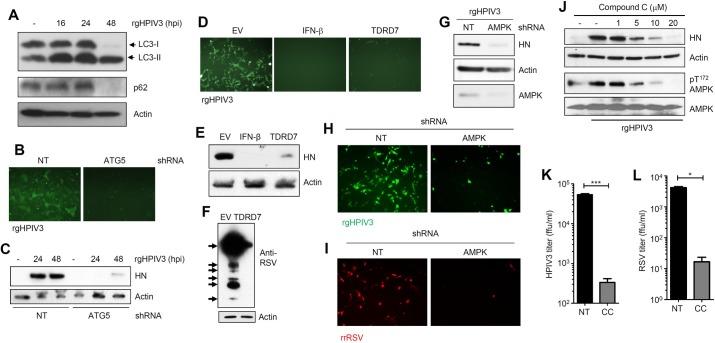 https://cdn.ncbi.nlm.nih.gov/pmc/blobs/9e16/5806901/3b21935caed4/ppat.1006877.g007.jpg
