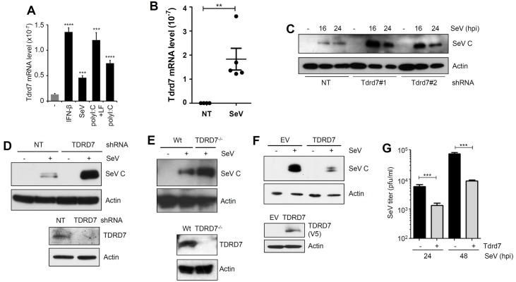 https://cdn.ncbi.nlm.nih.gov/pmc/blobs/9e16/5806901/3c4529168377/ppat.1006877.g003.jpg