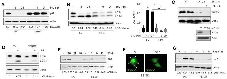 https://cdn.ncbi.nlm.nih.gov/pmc/blobs/9e16/5806901/99c62f67d8a0/ppat.1006877.g005.jpg