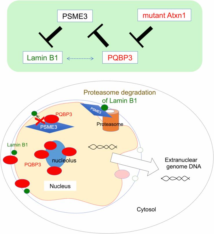 https://cdn.ncbi.nlm.nih.gov/pmc/blobs/9e18/11405525/17f20615b3e0/44318_2024_192_Fig15_ESM.jpg