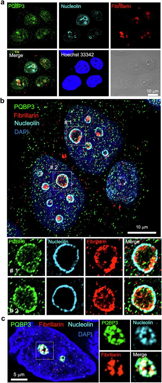 https://cdn.ncbi.nlm.nih.gov/pmc/blobs/9e18/11405525/651751eeb2a2/44318_2024_192_Fig1_HTML.jpg