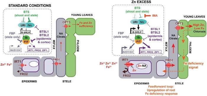 https://cdn.ncbi.nlm.nih.gov/pmc/blobs/9e1c/10540732/ad5b4cfc2c6d/erad243_fig6.jpg