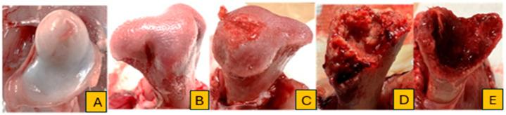 https://cdn.ncbi.nlm.nih.gov/pmc/blobs/9e20/11171233/5c21486a8d90/animals-14-01526-g002.jpg