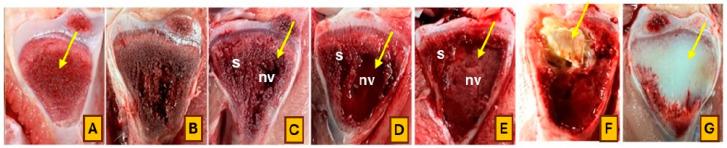 https://cdn.ncbi.nlm.nih.gov/pmc/blobs/9e20/11171233/96882d990cce/animals-14-01526-g003.jpg