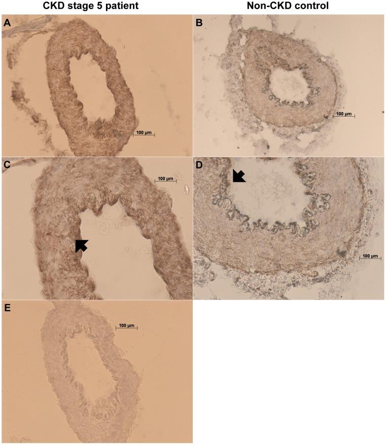 https://cdn.ncbi.nlm.nih.gov/pmc/blobs/9e21/3643920/899565575224/pone.0063493.g003.jpg