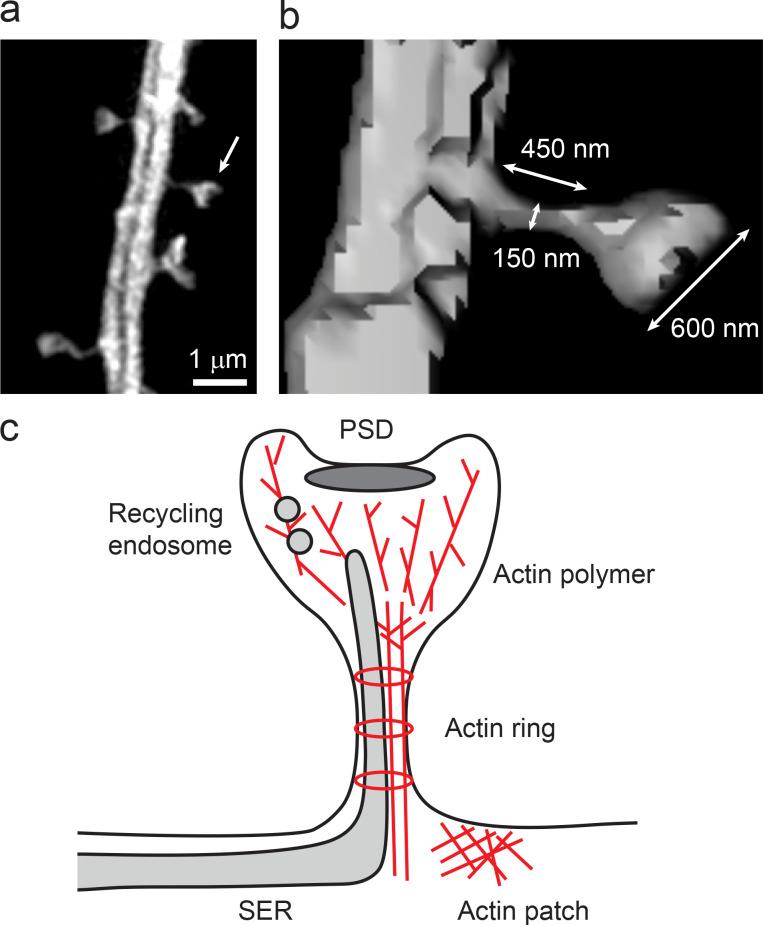 https://cdn.ncbi.nlm.nih.gov/pmc/blobs/9e23/7967910/6ebd50406e32/JGP_202012814_Fig1.jpg