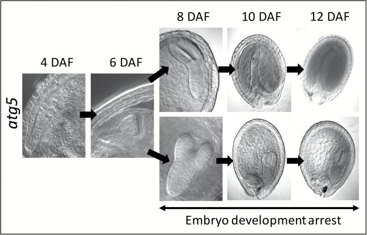 https://cdn.ncbi.nlm.nih.gov/pmc/blobs/9e26/6018931/1125daab10c5/ery0121205.jpg