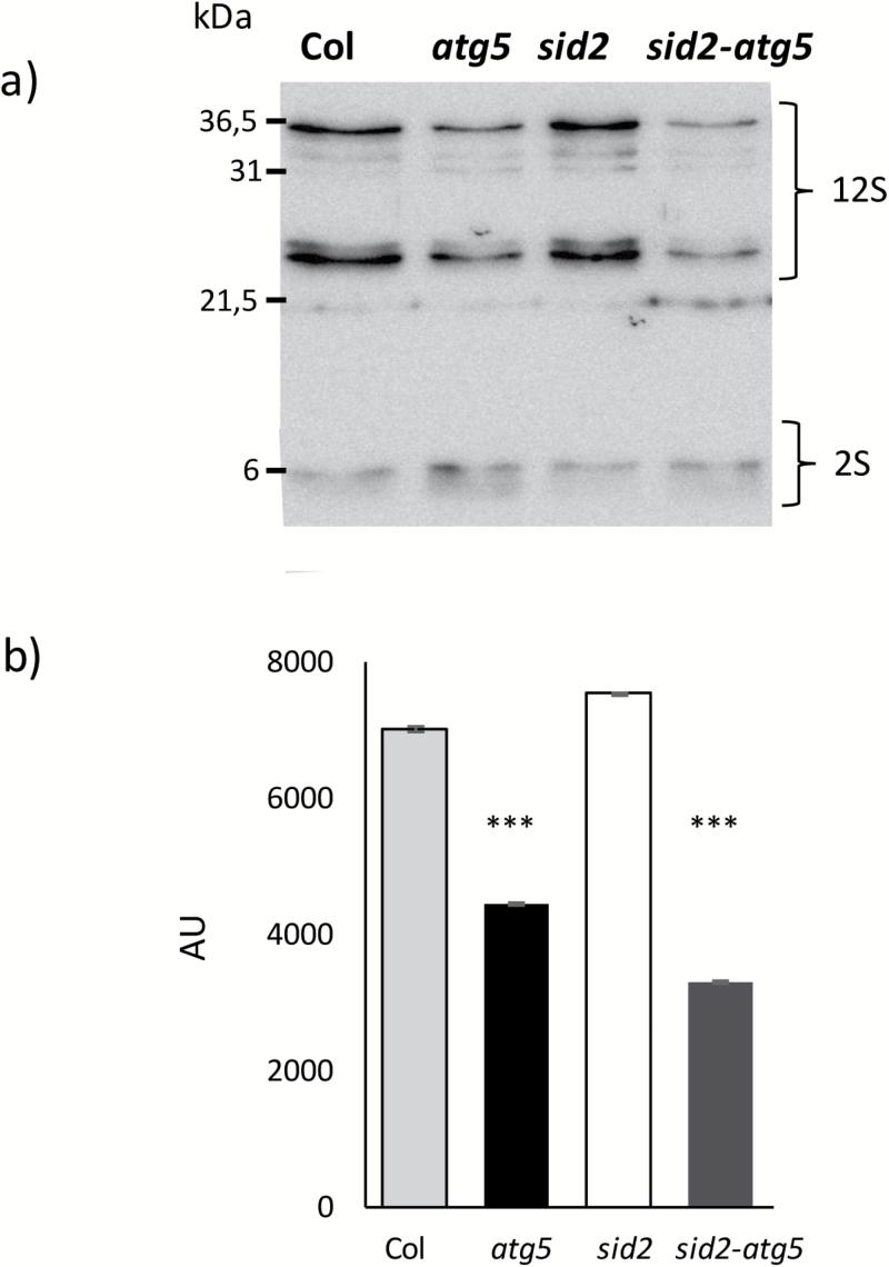 https://cdn.ncbi.nlm.nih.gov/pmc/blobs/9e26/6018931/b4b308ce4b1b/ery0121209.jpg