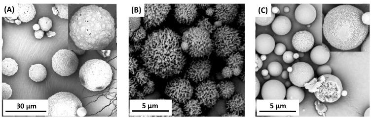https://cdn.ncbi.nlm.nih.gov/pmc/blobs/9e26/7865682/623d778ab5a5/ijms-22-01090-g007.jpg