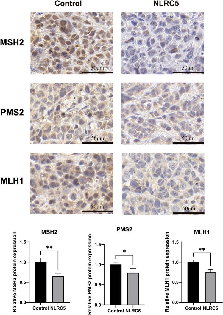 https://cdn.ncbi.nlm.nih.gov/pmc/blobs/9e2d/11143240/87a243761c0f/41598_2024_63457_Fig3_HTML.jpg
