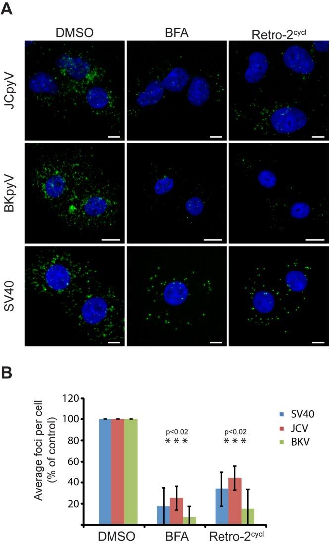 https://cdn.ncbi.nlm.nih.gov/pmc/blobs/9e2d/3892778/36405370aee2/mbo0061316690004.jpg