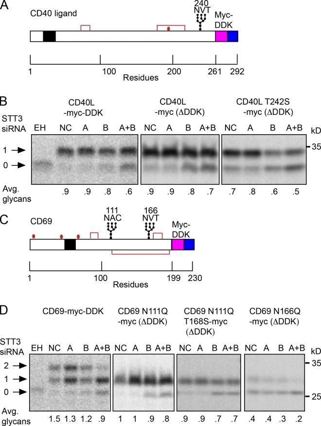 https://cdn.ncbi.nlm.nih.gov/pmc/blobs/9e2f/3613688/a287ec6cde47/JCB_201301031_Fig4.jpg
