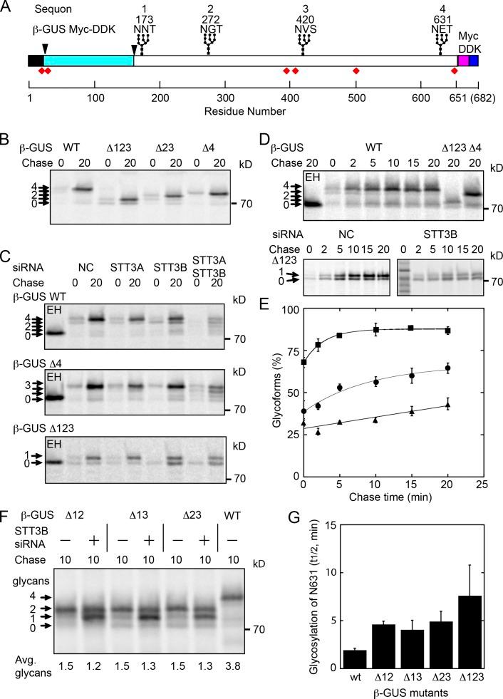 https://cdn.ncbi.nlm.nih.gov/pmc/blobs/9e2f/3613688/a85db2881af9/JCB_201301031_Fig3.jpg