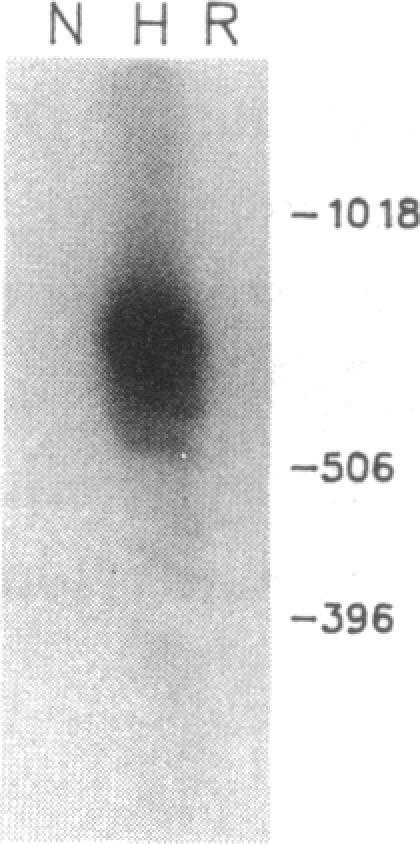 https://cdn.ncbi.nlm.nih.gov/pmc/blobs/9e30/443387/8a7effd902d5/jcinvest00054-0196-b.jpg