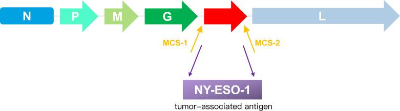 https://cdn.ncbi.nlm.nih.gov/pmc/blobs/9e31/12142144/2ea5e75c7809/jitc-13-6-g001.jpg
