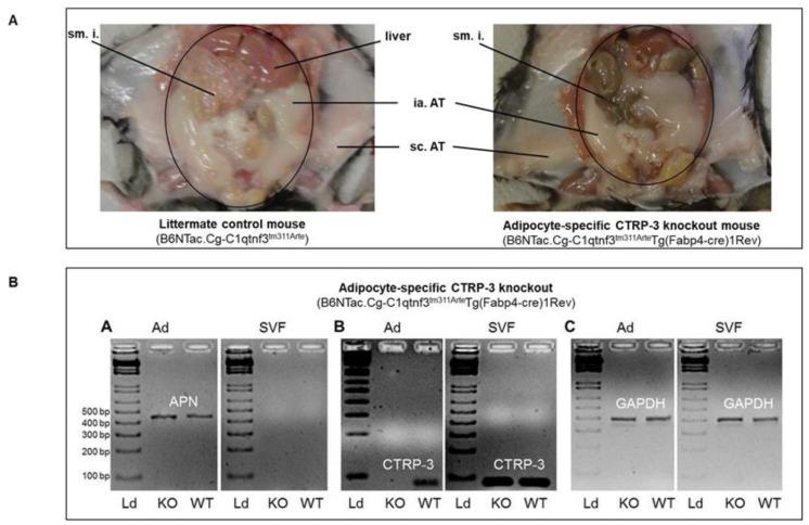 https://cdn.ncbi.nlm.nih.gov/pmc/blobs/9e32/7915696/9fe6235077f5/ijms-22-01670-g001.jpg