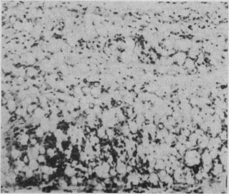 https://cdn.ncbi.nlm.nih.gov/pmc/blobs/9e3c/1946166/4e5da76d212c/canmedaj01322-0028-e.jpg