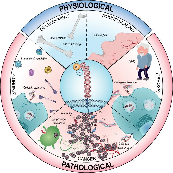 https://cdn.ncbi.nlm.nih.gov/pmc/blobs/9e3f/11072552/fd355ebaff74/18_2022_4249_Fig2_HTML.jpg