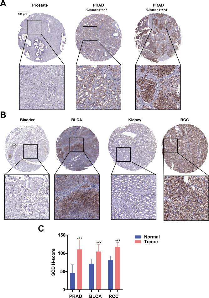 https://cdn.ncbi.nlm.nih.gov/pmc/blobs/9e3f/11439642/592343b634cc/fimmu-15-1460915-g002.jpg