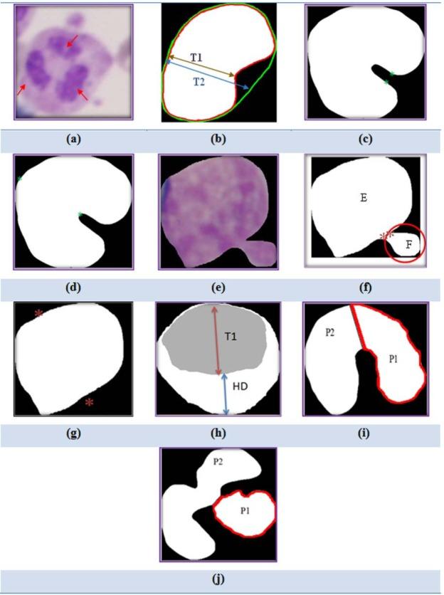 https://cdn.ncbi.nlm.nih.gov/pmc/blobs/9e42/6635720/4eecb3a3e373/EXCLI-18-382-g-003.jpg