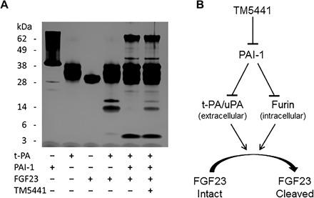 https://cdn.ncbi.nlm.nih.gov/pmc/blobs/9e43/5597312/42823b70a385/1603259-F6.jpg