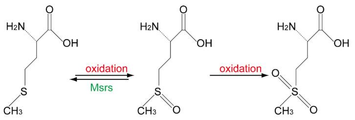 https://cdn.ncbi.nlm.nih.gov/pmc/blobs/9e45/7961861/b7fc3f4176b7/molecules-26-01372-g001.jpg