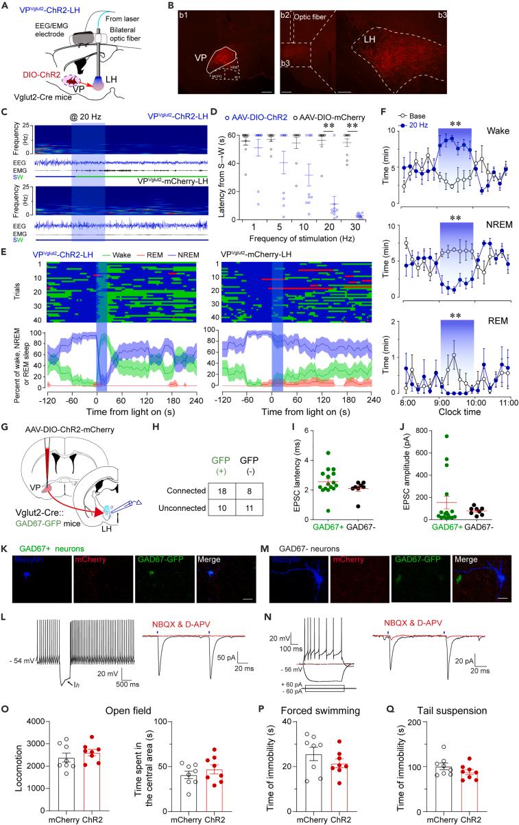 https://cdn.ncbi.nlm.nih.gov/pmc/blobs/9e47/10440712/ab5be3e42961/gr5.jpg
