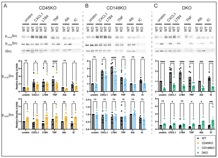 https://cdn.ncbi.nlm.nih.gov/pmc/blobs/9e47/12346378/1583c3e204b1/cells-14-01169-g006.jpg