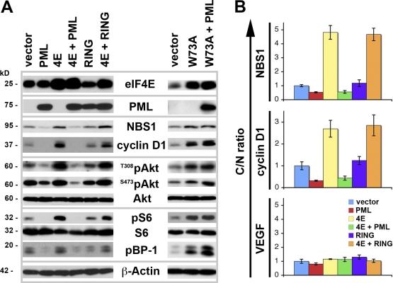 https://cdn.ncbi.nlm.nih.gov/pmc/blobs/9e48/2287285/2a00101d82ac/jcb1810051f05.jpg
