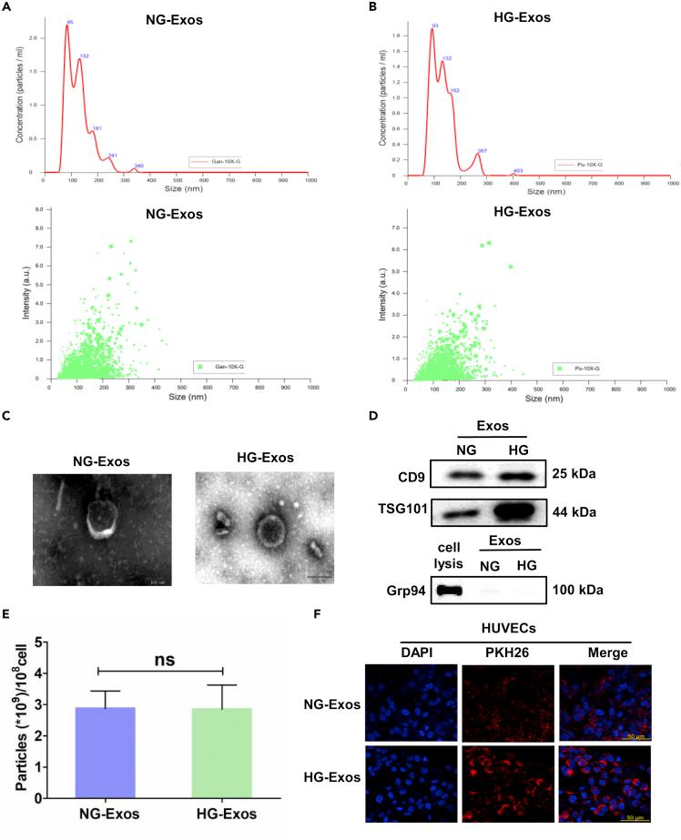 https://cdn.ncbi.nlm.nih.gov/pmc/blobs/9e51/8938286/4a72fff2b4c9/gr1.jpg