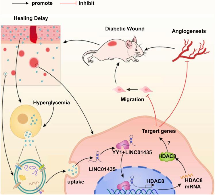 https://cdn.ncbi.nlm.nih.gov/pmc/blobs/9e51/8938286/9a51922eb37a/gr7.jpg