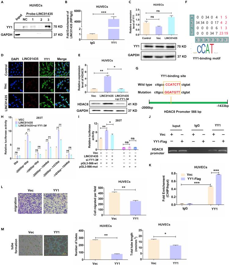 https://cdn.ncbi.nlm.nih.gov/pmc/blobs/9e51/8938286/e66a127f68dc/gr5.jpg