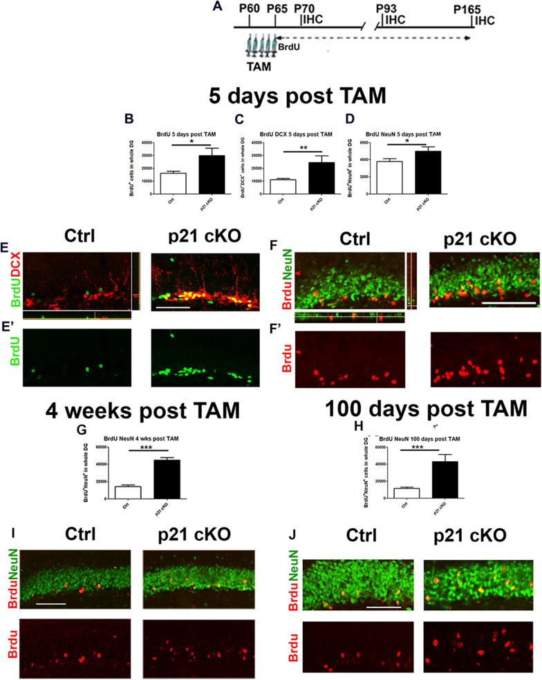 https://cdn.ncbi.nlm.nih.gov/pmc/blobs/9e53/11227726/868eaaef622a/13287_2024_3787_Fig4_HTML.jpg