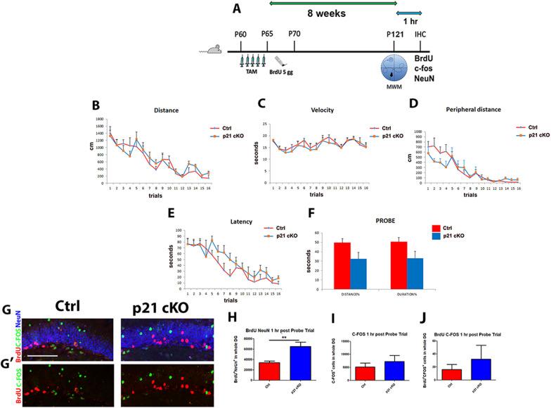 https://cdn.ncbi.nlm.nih.gov/pmc/blobs/9e53/11227726/ff99fb5b00ad/13287_2024_3787_Fig5_HTML.jpg