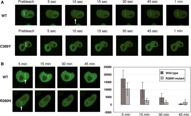 https://cdn.ncbi.nlm.nih.gov/pmc/blobs/9e58/2926592/9551e3e2b7cf/gkq193f6.jpg