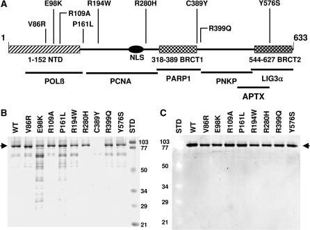https://cdn.ncbi.nlm.nih.gov/pmc/blobs/9e58/2926592/d2e9985aa078/gkq193f1.jpg