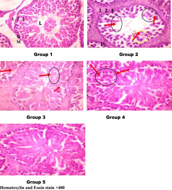 https://cdn.ncbi.nlm.nih.gov/pmc/blobs/9e5b/10873395/0ebb557c1e2c/41598_2024_54523_Fig4_HTML.jpg