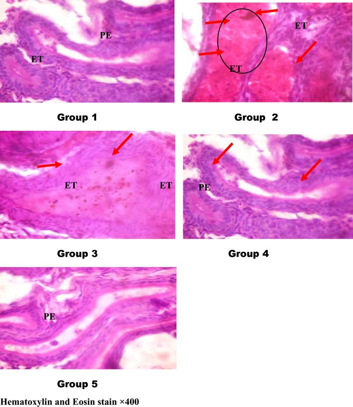 https://cdn.ncbi.nlm.nih.gov/pmc/blobs/9e5b/10873395/5de7cd55d141/41598_2024_54523_Fig5_HTML.jpg