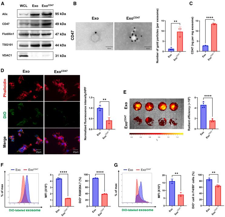 https://cdn.ncbi.nlm.nih.gov/pmc/blobs/9e5b/12047510/bcc02904783c/gr3.jpg